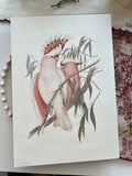 Vintage Botanical Prints A4